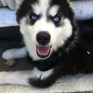 Siberian husky Kenzo