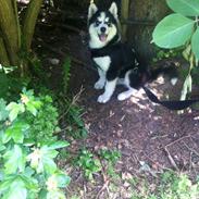 Siberian husky Kenzo