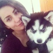 Siberian husky Kenzo