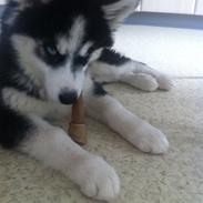 Siberian husky Kenzo