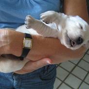 Golden retriever Buddy