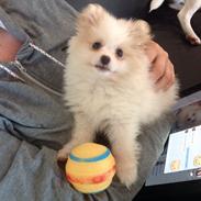 Blanding af racer Ofelia