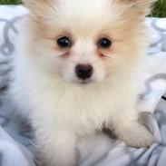 Blanding af racer Ofelia