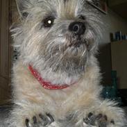 Cairn terrier Nanna