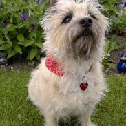 Cairn terrier Nanna