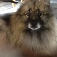 Keeshond Benji