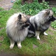 Keeshond Benji