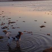 Dansk svensk gaardhund Kvik