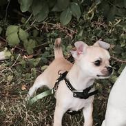 Chihuahua STEADFAST ENDLESS LOVE ( HIMMELHUND)
