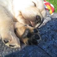 Golden retriever Buddy