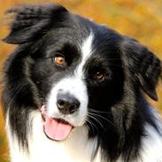 Border collie Matti