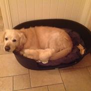 Golden retriever Gantu