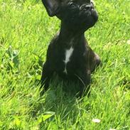 Fransk bulldog Manfred II