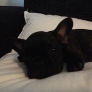 Fransk bulldog Manfred II