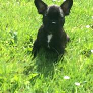 Fransk bulldog Manfred II