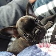 Fransk bulldog Manfred II