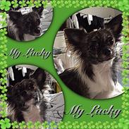 Chihuahua Lucky R.I.P