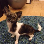 Chihuahua Lucky R.I.P