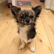 Chihuahua Lucky R.I.P