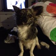 Chihuahua Lucky R.I.P