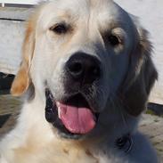 Golden retriever Buddy