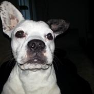 Blanding af racer Carlo