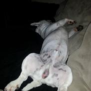 Blanding af racer Carlo