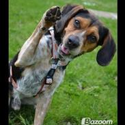 Blanding af racer Jasper