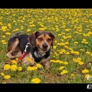 Blanding af racer Jasper