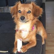 Blanding af racer Mille