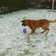 Blanding af racer hej jeg hedder bruno broholmer og meget lidt schæf