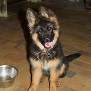 Schæferhund Arijel's Merle