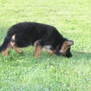 Schæferhund Arijel's Merle