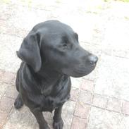 Labrador retriever Emma