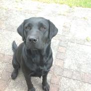 Labrador retriever Emma