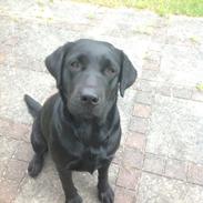 Labrador retriever Emma