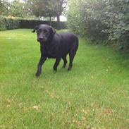 Labrador retriever Emma