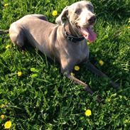 Weimaraner Aura