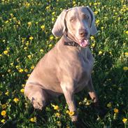 Weimaraner Aura