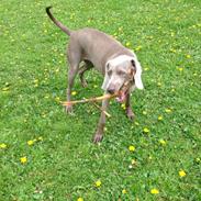 Weimaraner Aura
