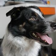 Border collie Arthur