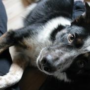 Border collie Arthur