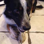 Border collie Arthur