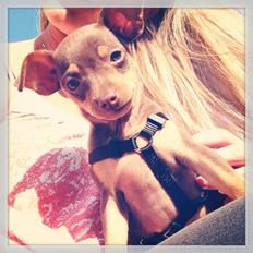 Dvaergpinscher Millie Brown