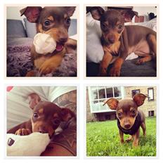 Dvaergpinscher Millie Brown
