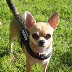 Chihuahua Frk Kvistes Brianna *Bindi*