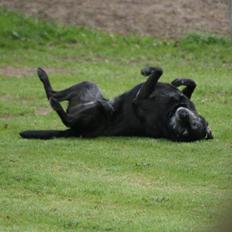 Blanding af racer Basse