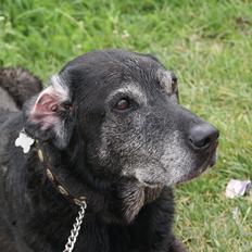 Blanding af racer Basse