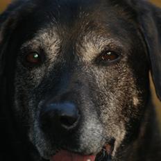 Blanding af racer Basse