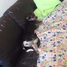 Blanding af racer Laika